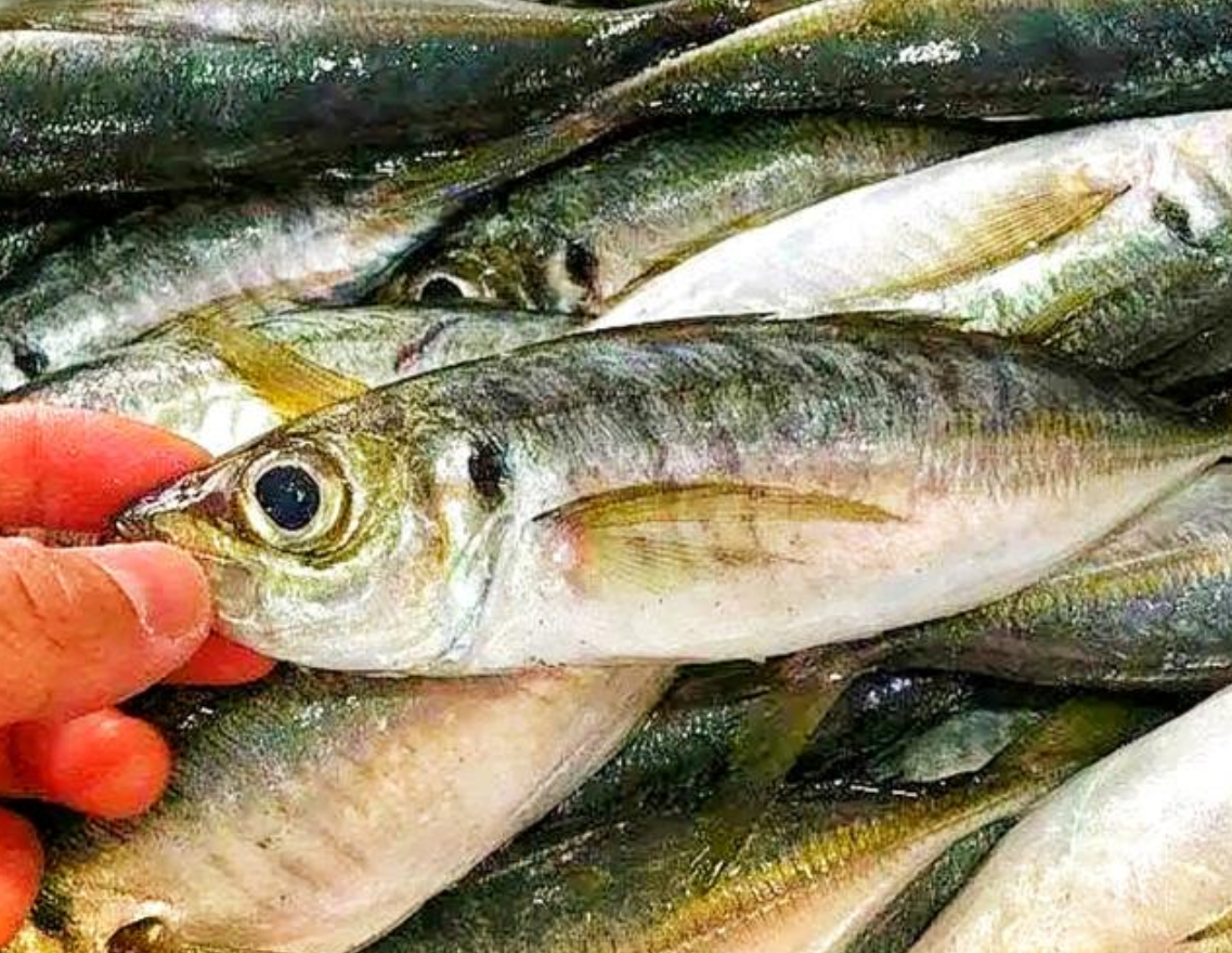 遇到这4种野生海鱼别错过,目前无法人工养殖,纯野生价格还不贵