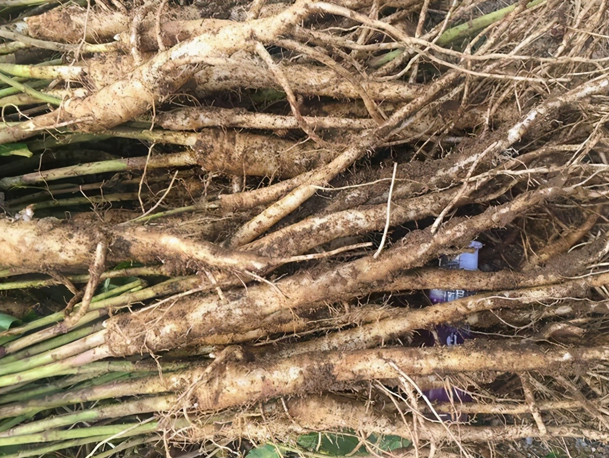 农产品配送中心:桔梗分为食用和药用,桔梗根做成的泡菜吗?