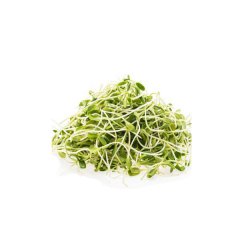 绿豆芽